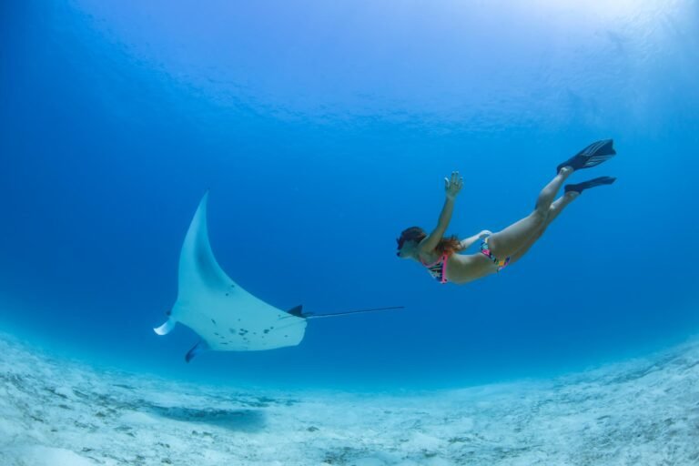 Emeral-Maldives---Manta-Ray
