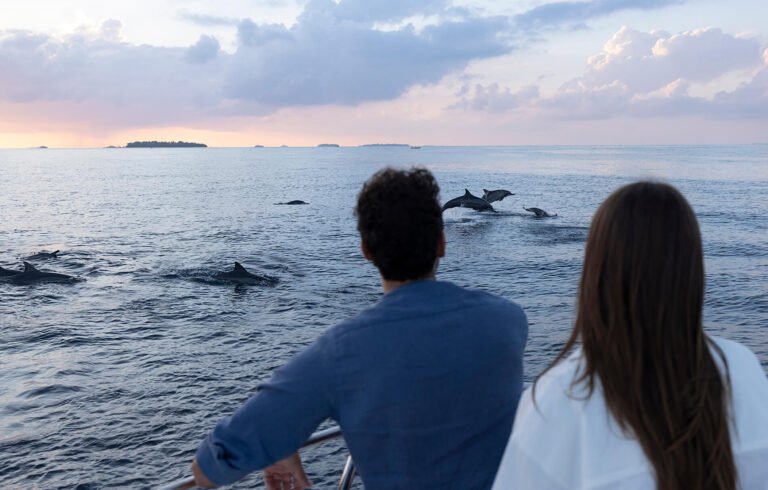 HUV_23_DEC_18-Dolphins-491_min