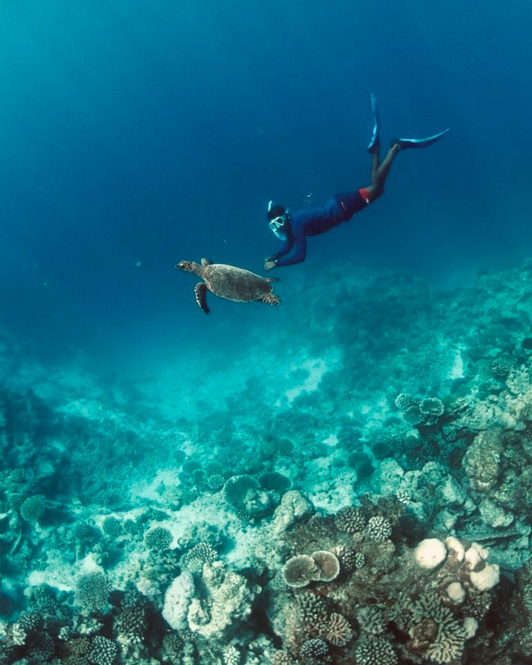 TurtleQuest_NiyamaMaldives