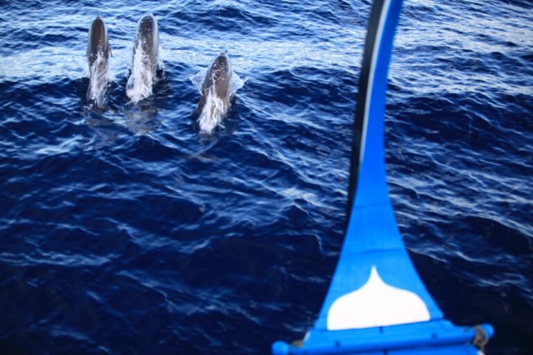 Dolphin_Cruise_[141-LARGE]