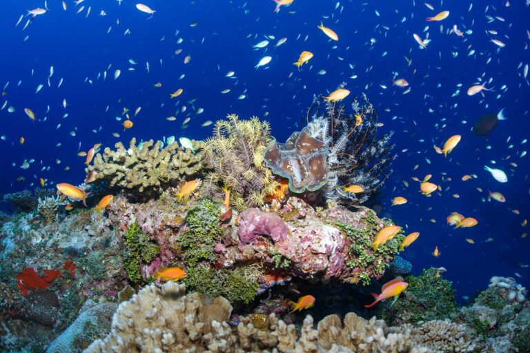 House-Reef-in-Six-Senses-Laamu