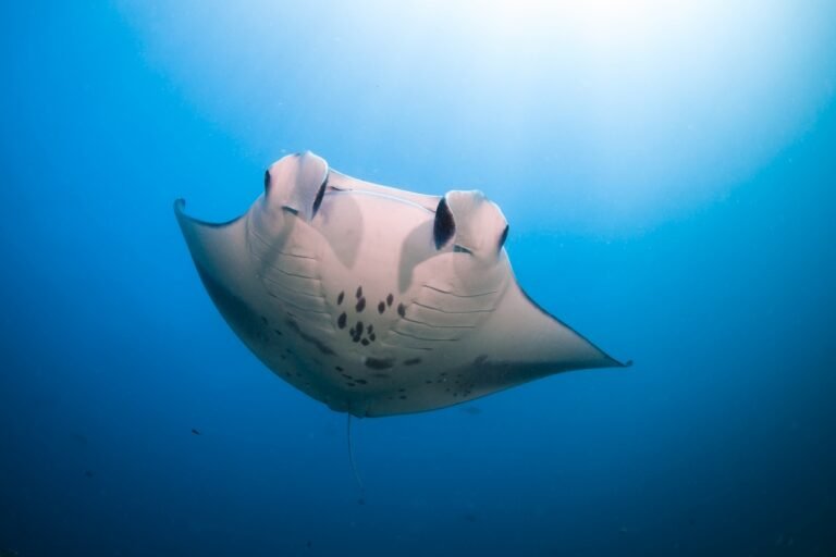 Manta_Ray_[6039-LARGE]