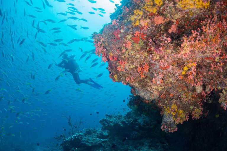 Milaidhoo-Maldives-underwater-diving-4